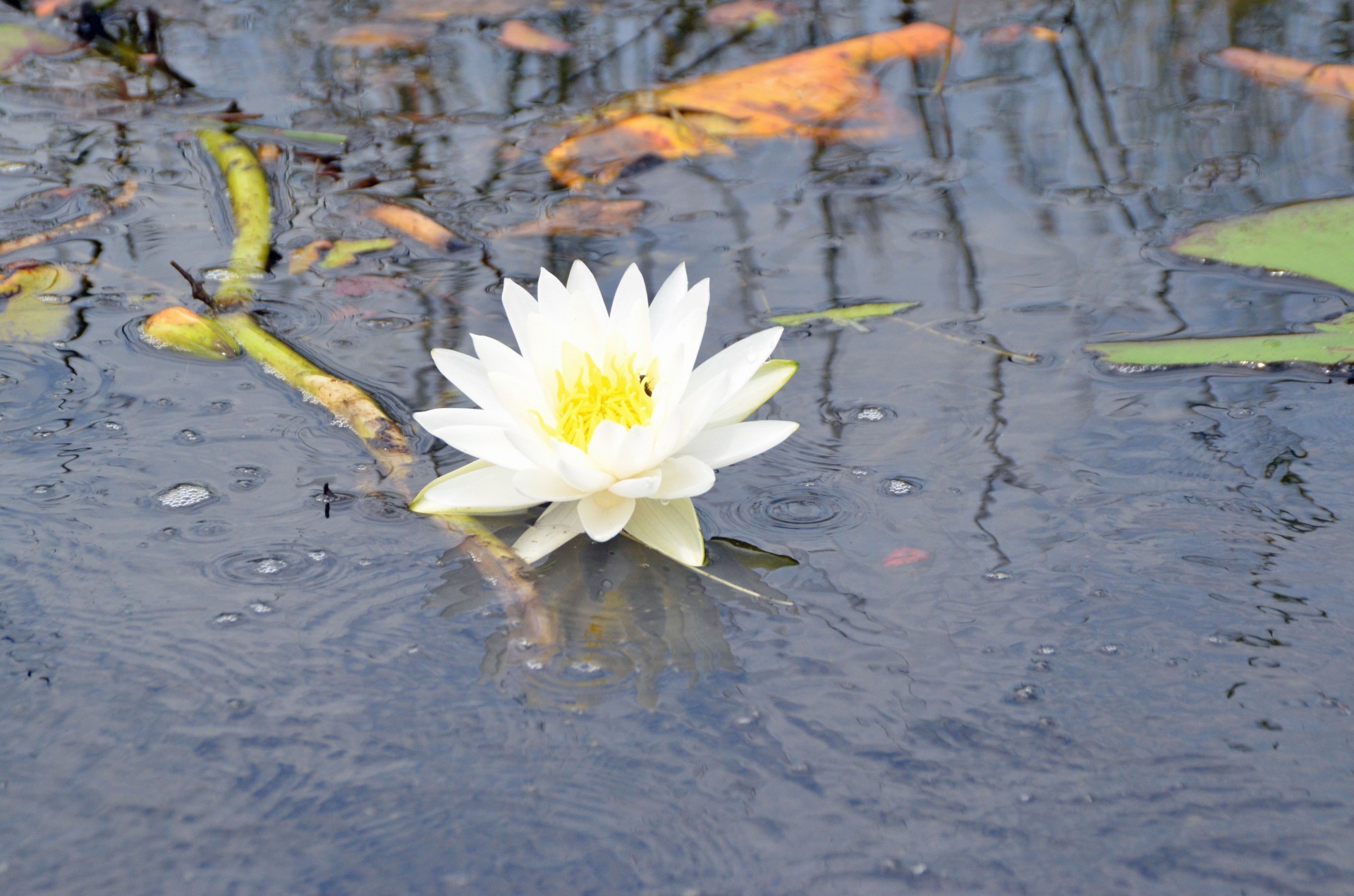 Loxahatchee Water Lily
