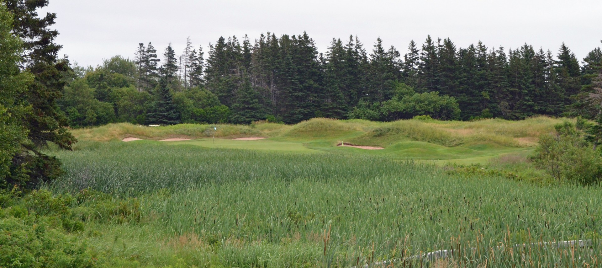 Crowbush Cove #6 - Cattails