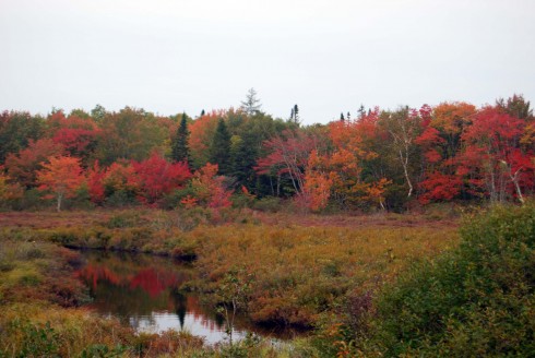 Autumn Beaver Dam Creek