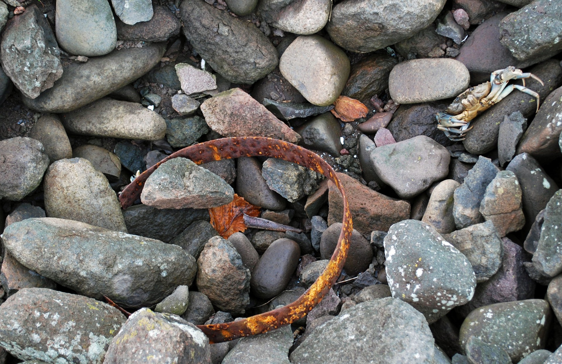 Cask ring and Green Crab