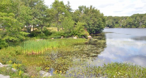 Cattails in Five Island Lake