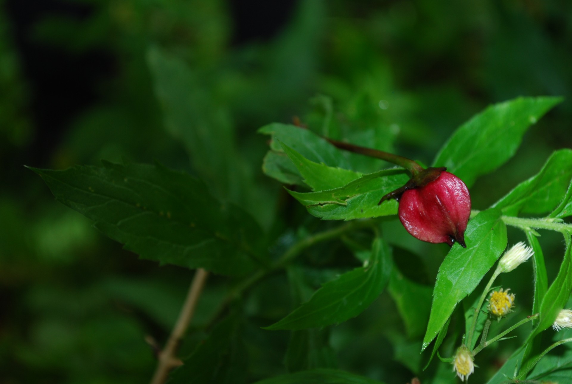 Faded Trillium