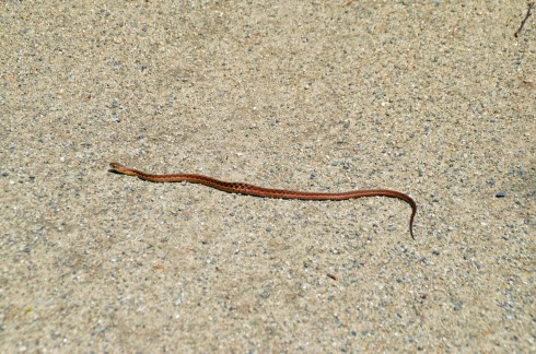 Garter Snake on the Trail