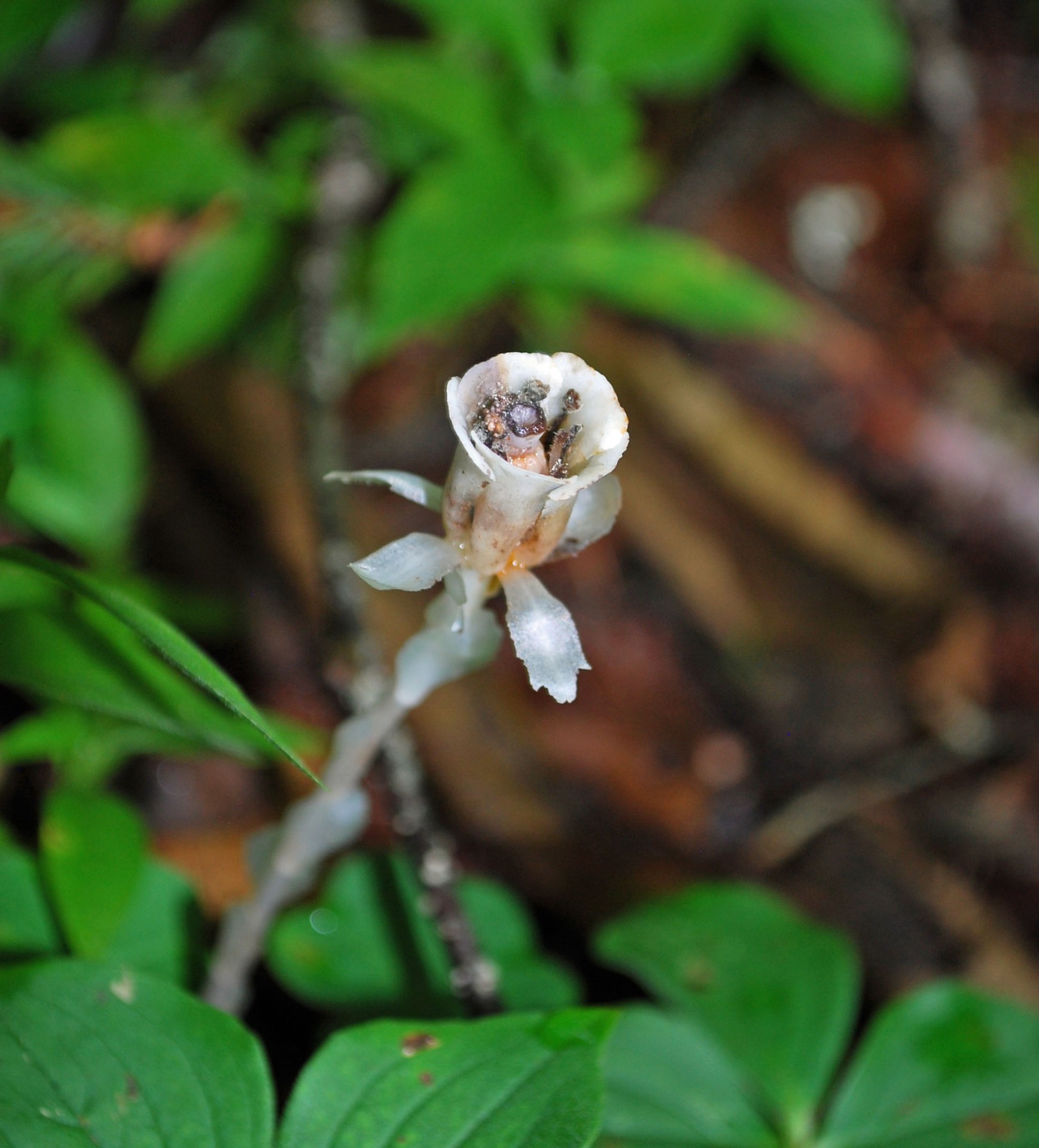 Indian Pipe