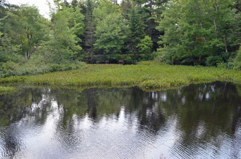 Pickerel Weed Pond