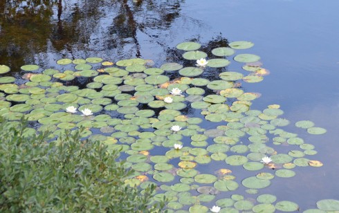 Water Lilies in Five Island Lake