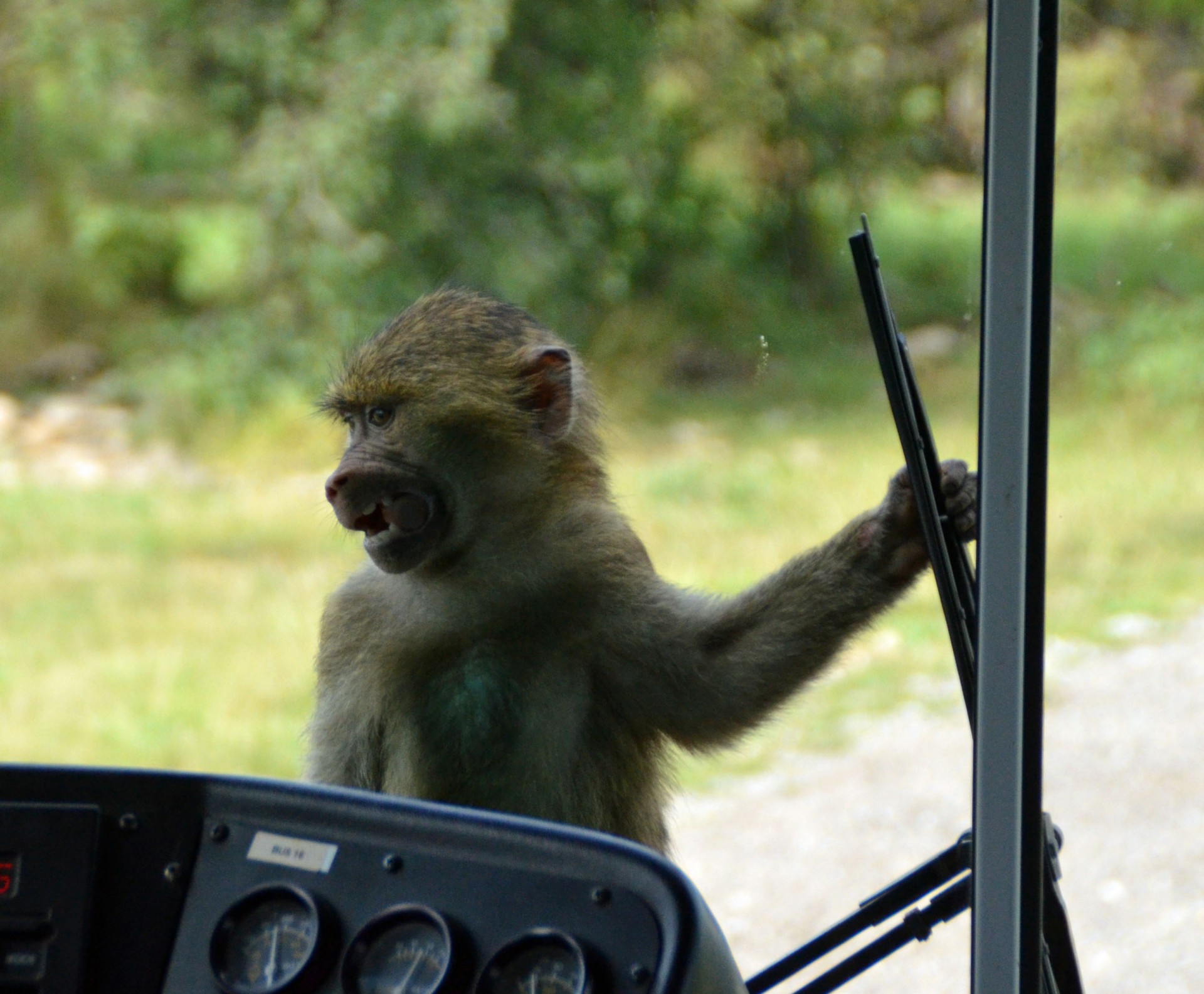 Baboon on the Bus, African Lion Safari