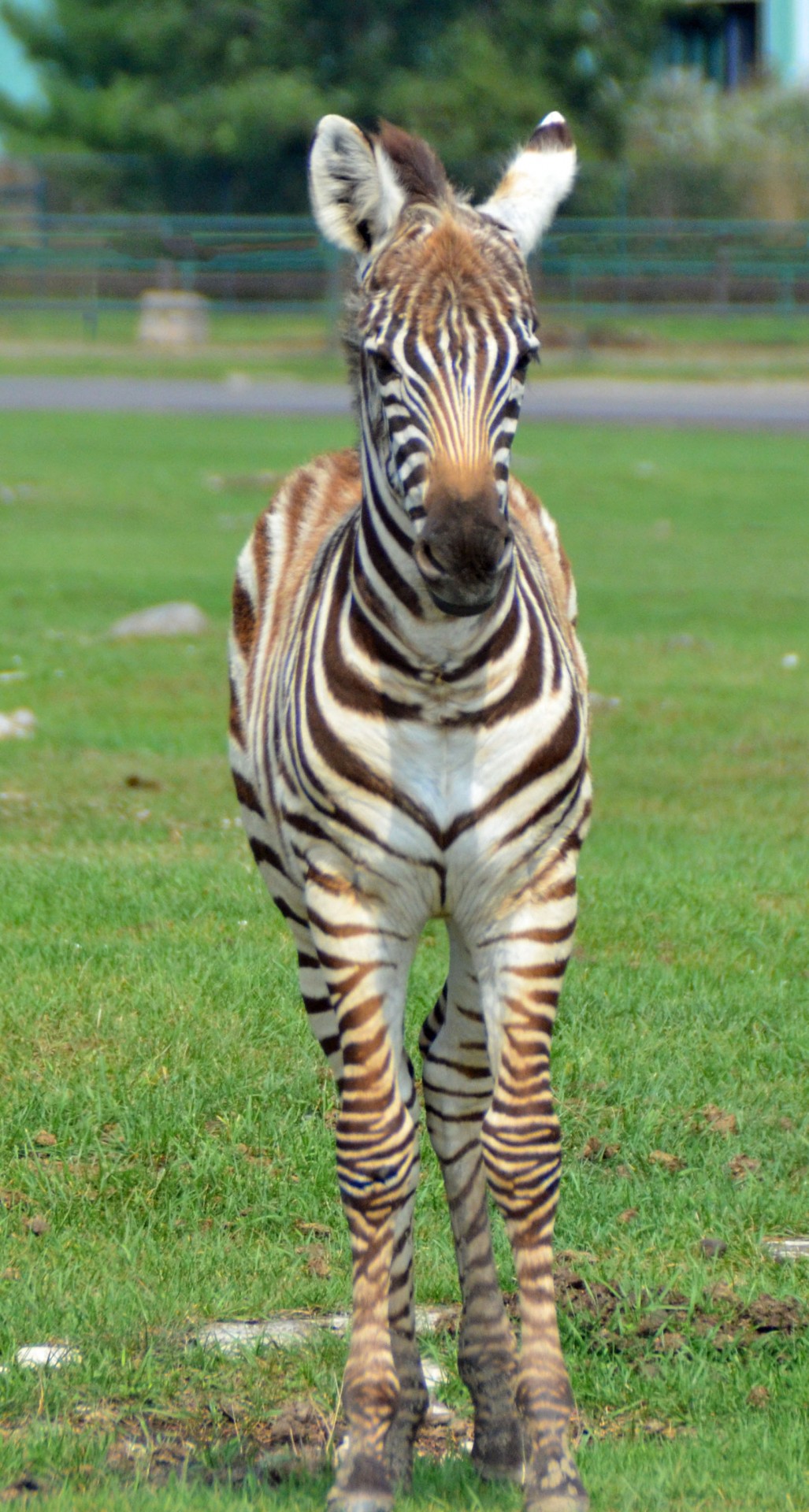 Baby Zebra, African Lion Safari