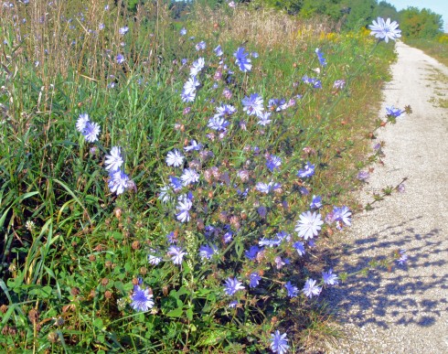 Blue Chicory