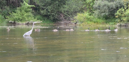 Blue Heron, Geese and Ducks