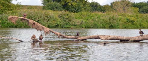 Ducks in a Row