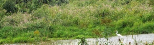 Great White Egret on the Conestogo