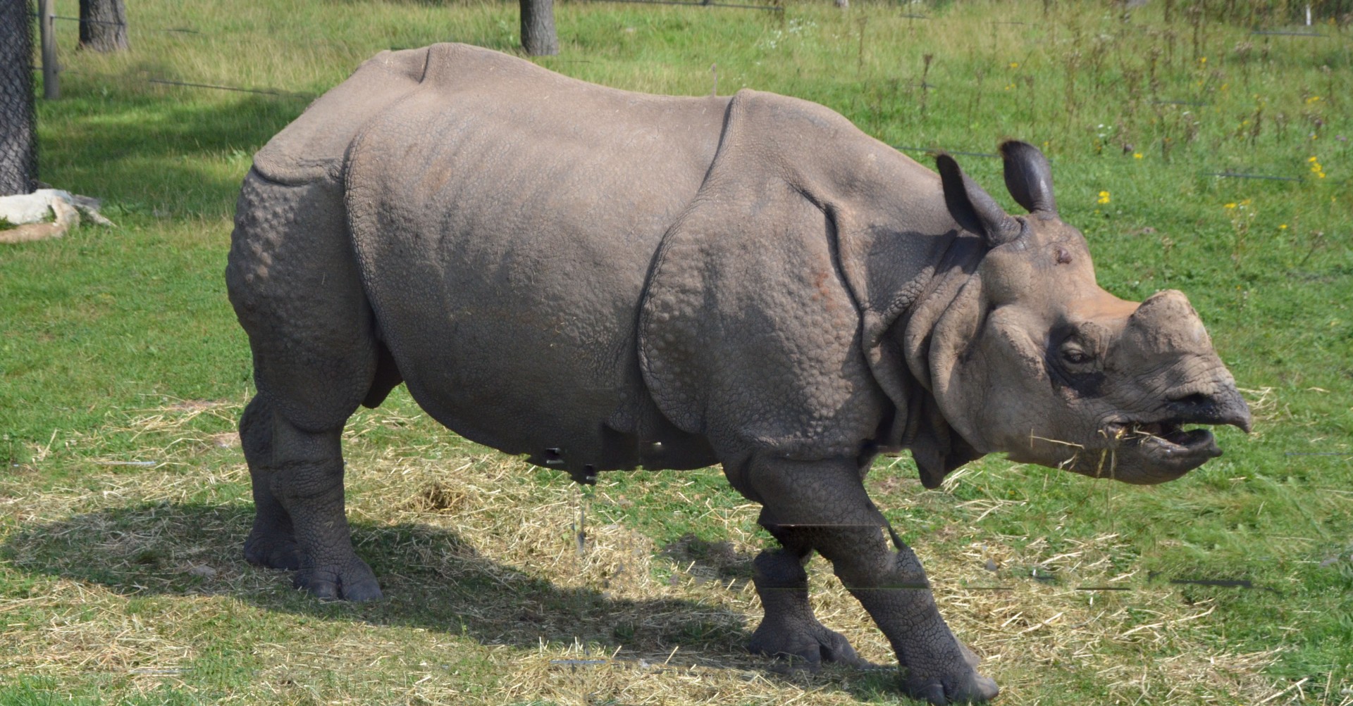 Indian Rhinocerous