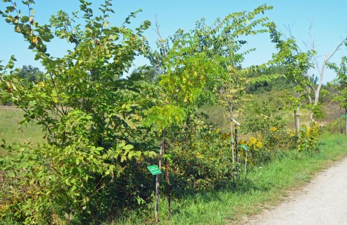 Memorial Trees