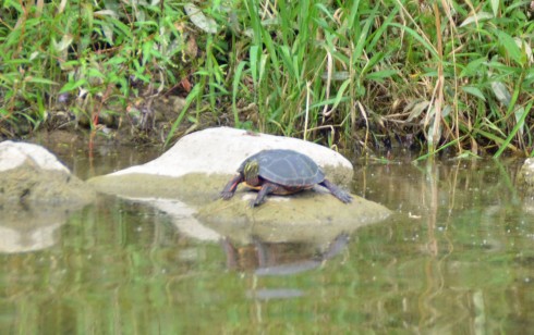 Painted Turtle