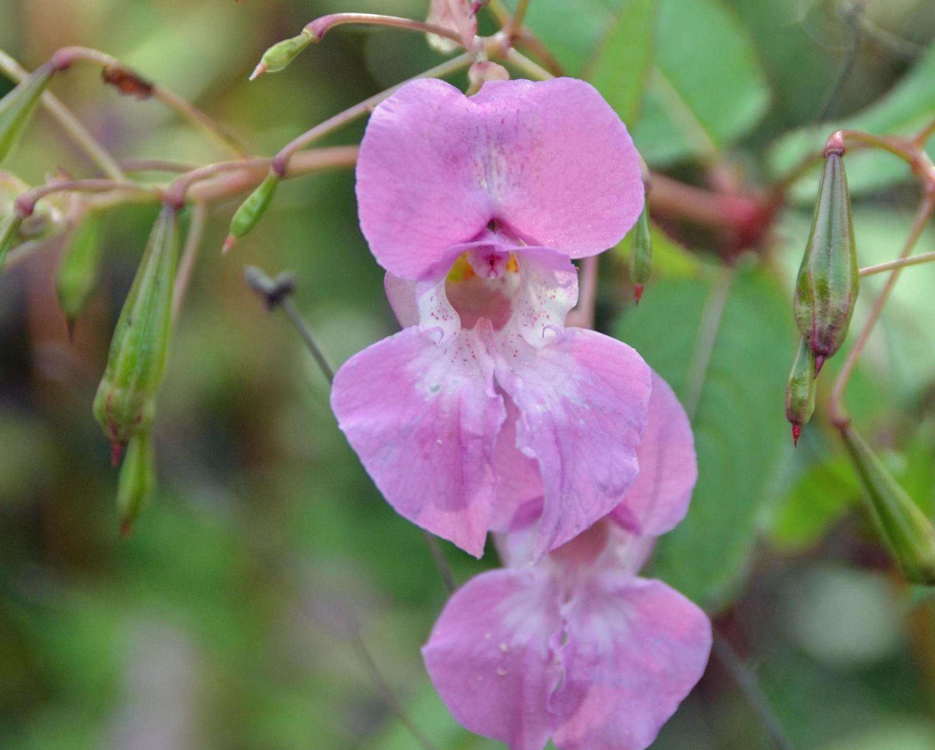 Pink Jewelweed