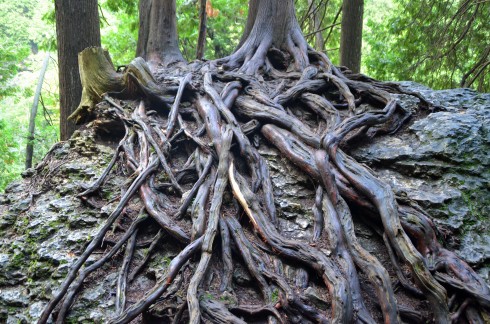 Roots on Rock, Elora Gorge