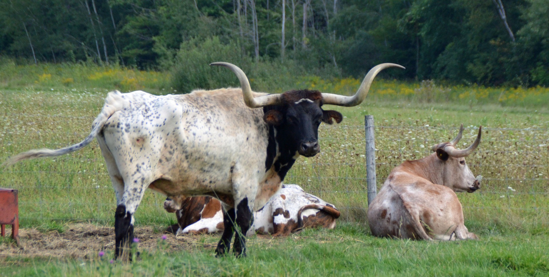 Texas Longhorns