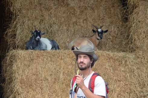 The Goats want some beans