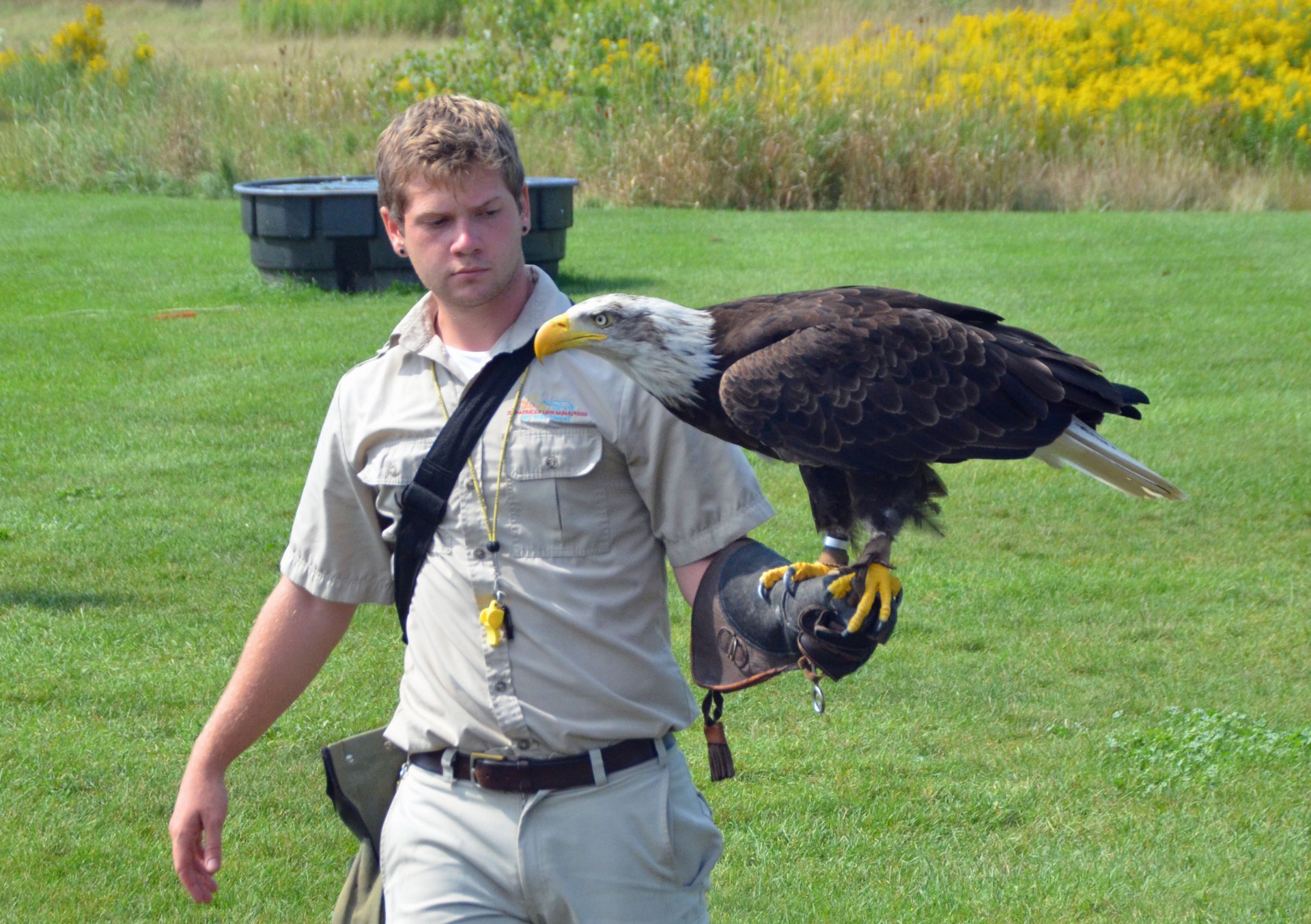 Trained Bald Eagle