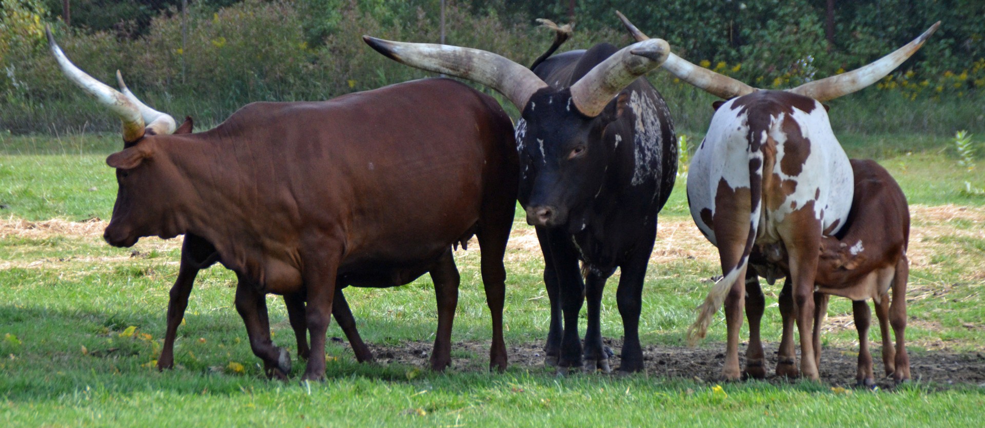 Watusi Cattle, African Lion Safari