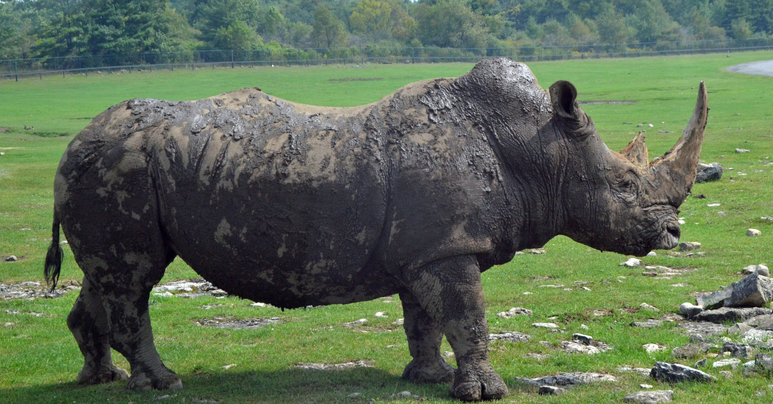 White Rhino, African Lion Safari