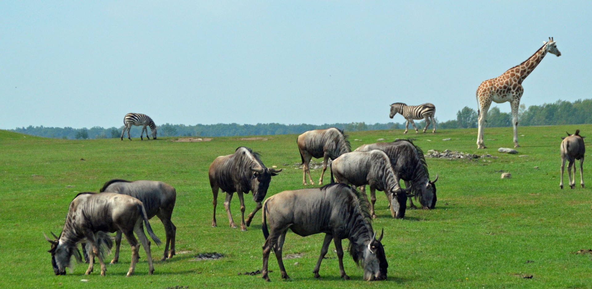 Wildebeest, Giraffe and Zebra, African Lion Safari