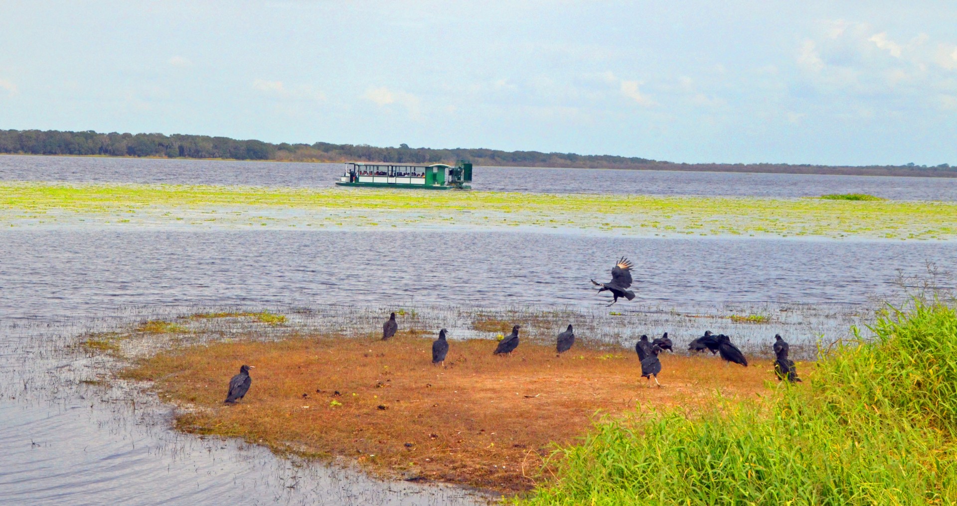 Airboat and Vultures