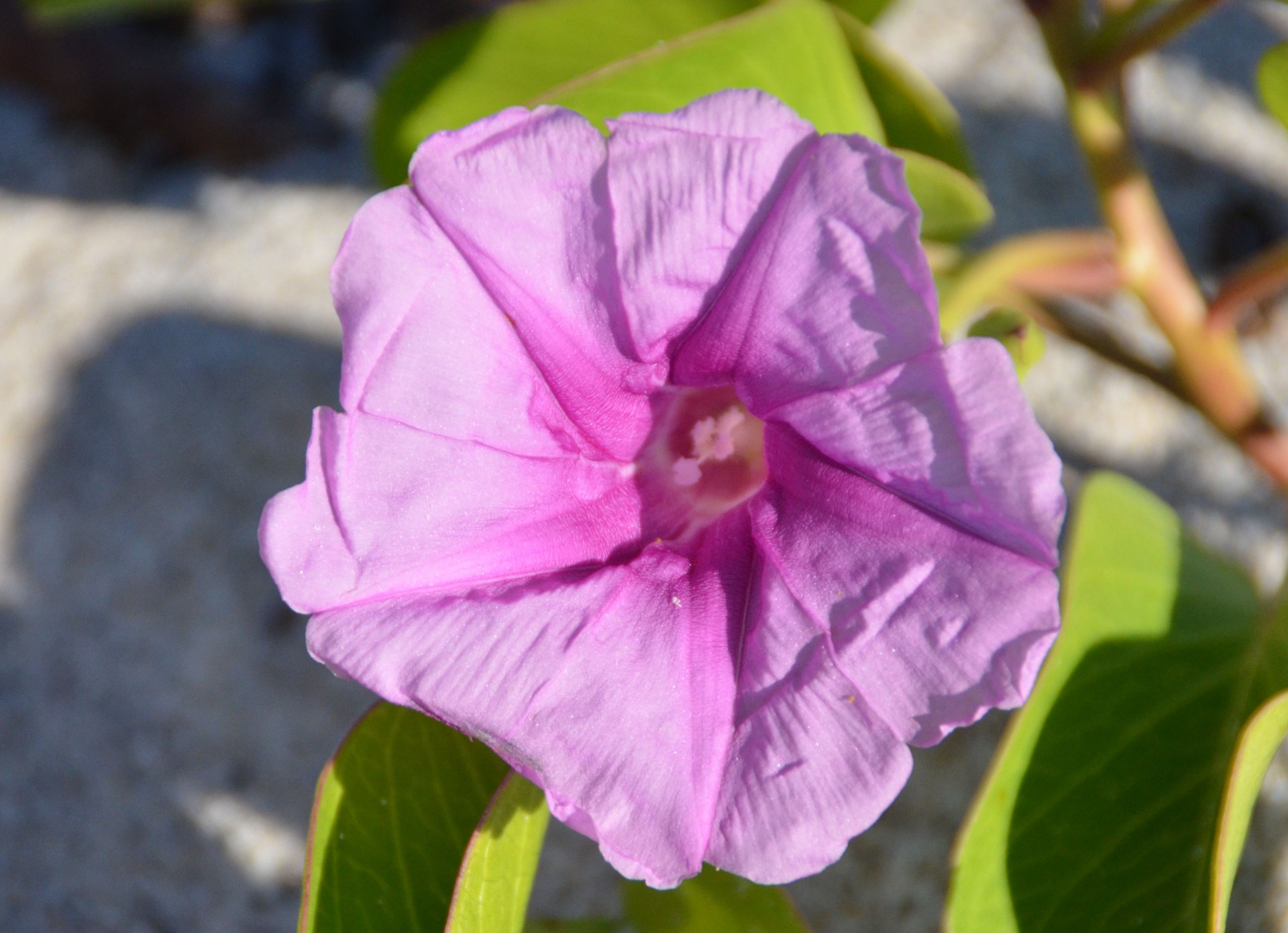 Bindweed, John D MacArthur Beach