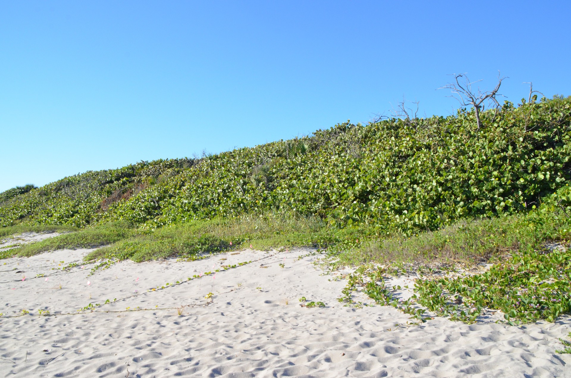 Dunes, John D MacArthur State Park