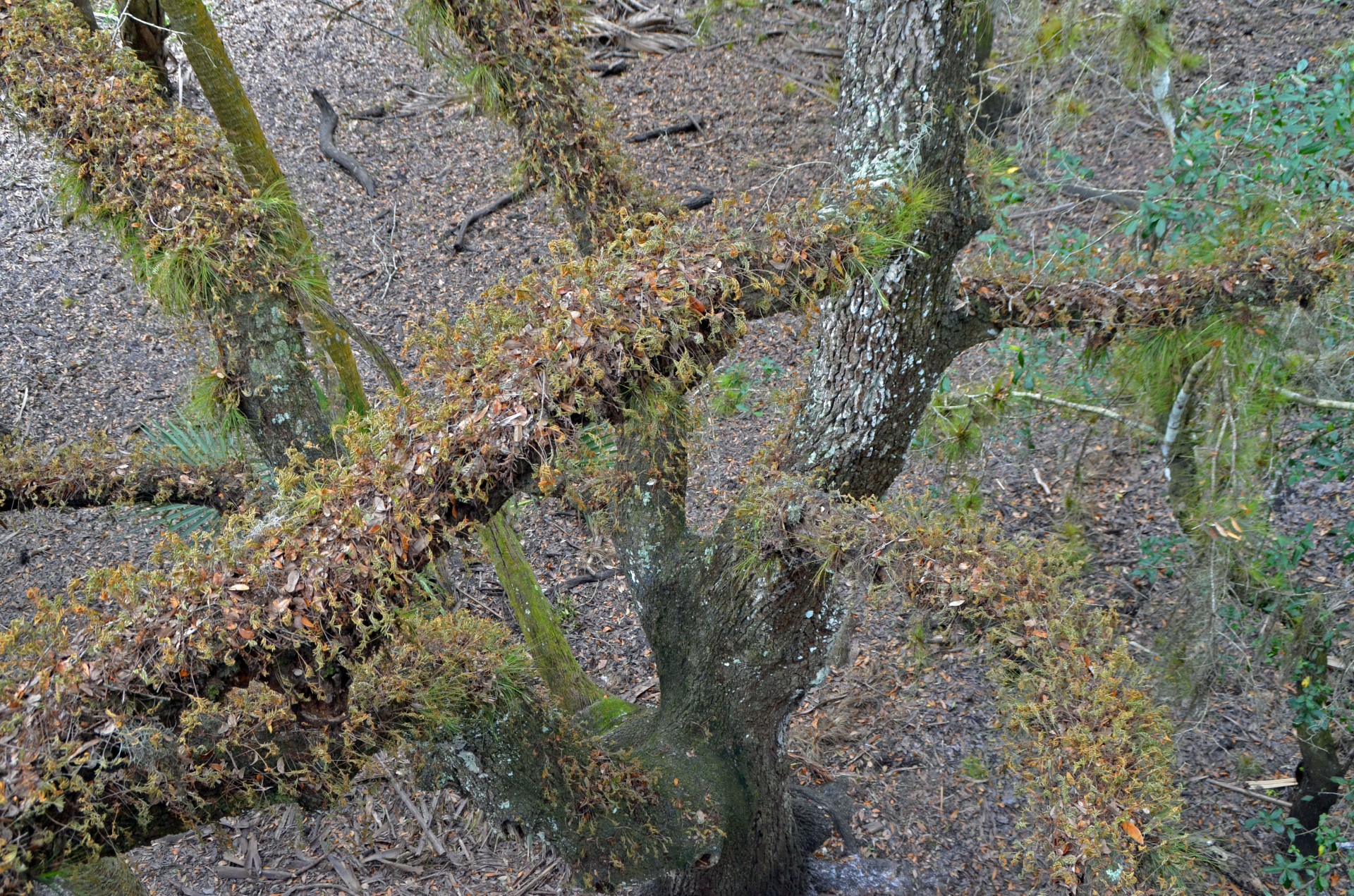 Looking down from the Canopy