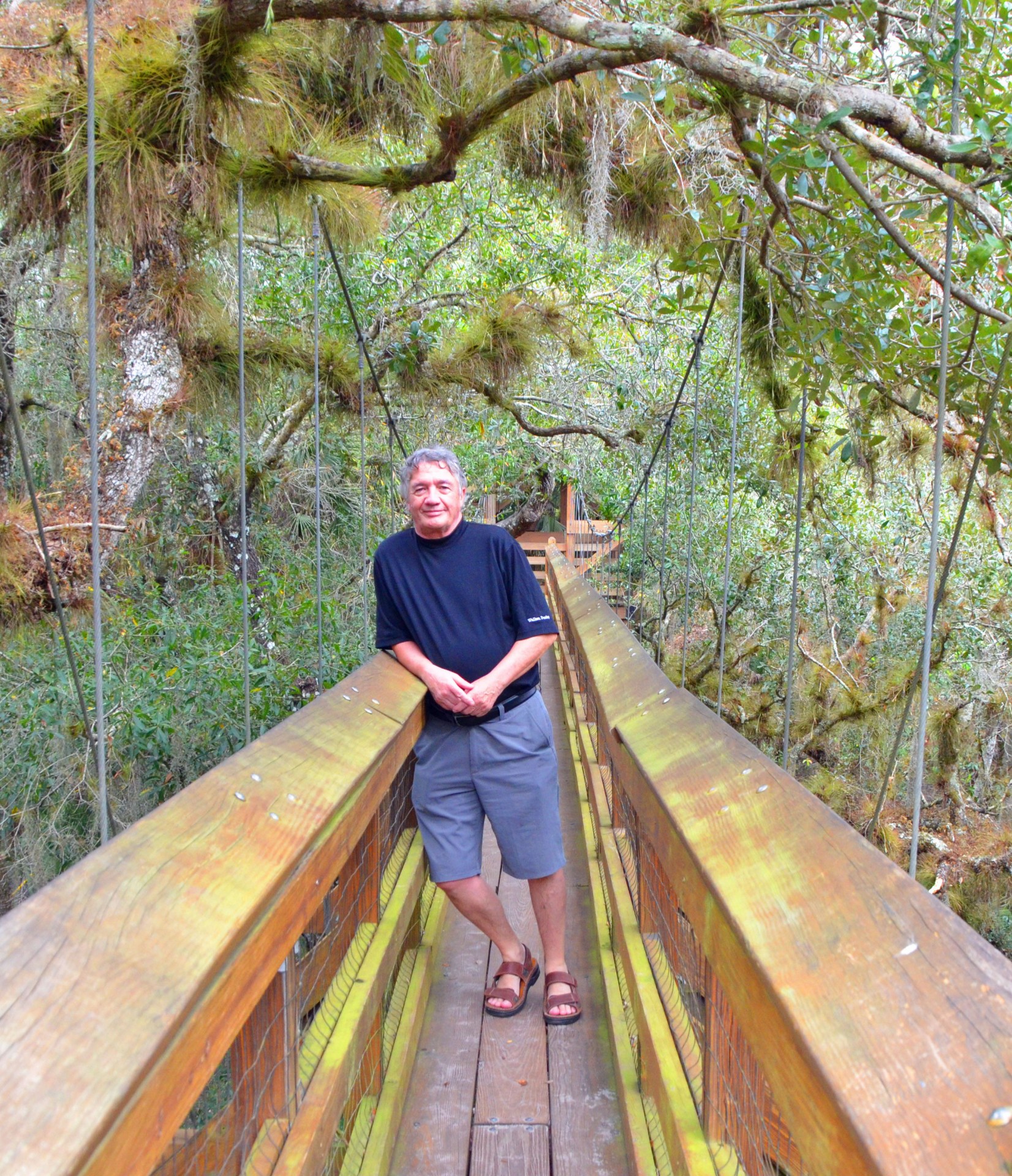 On the Myakka River S.P. Tree Canopy