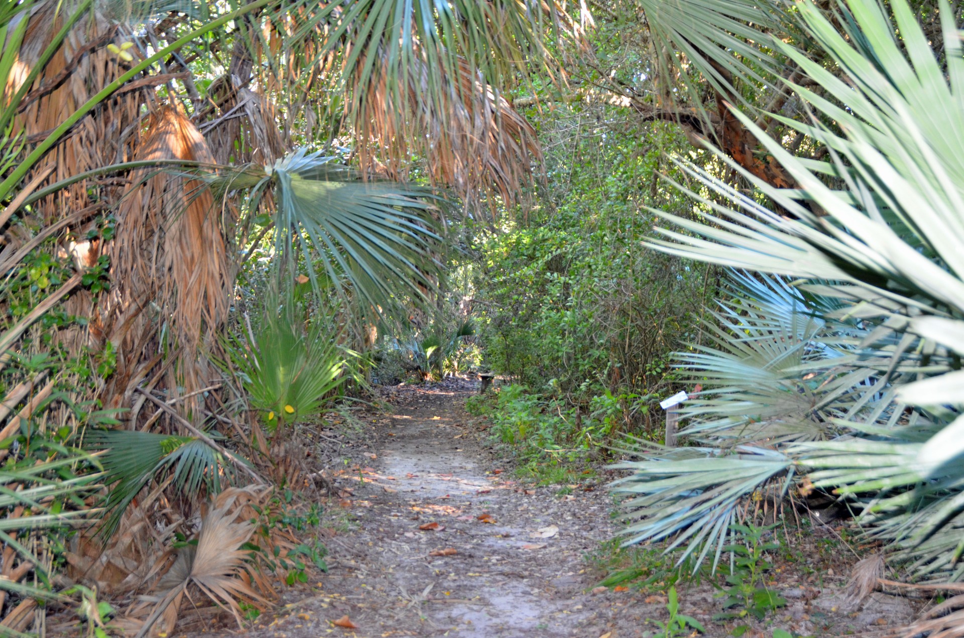 Southern Dunes Trail, John D MacArthur Beach