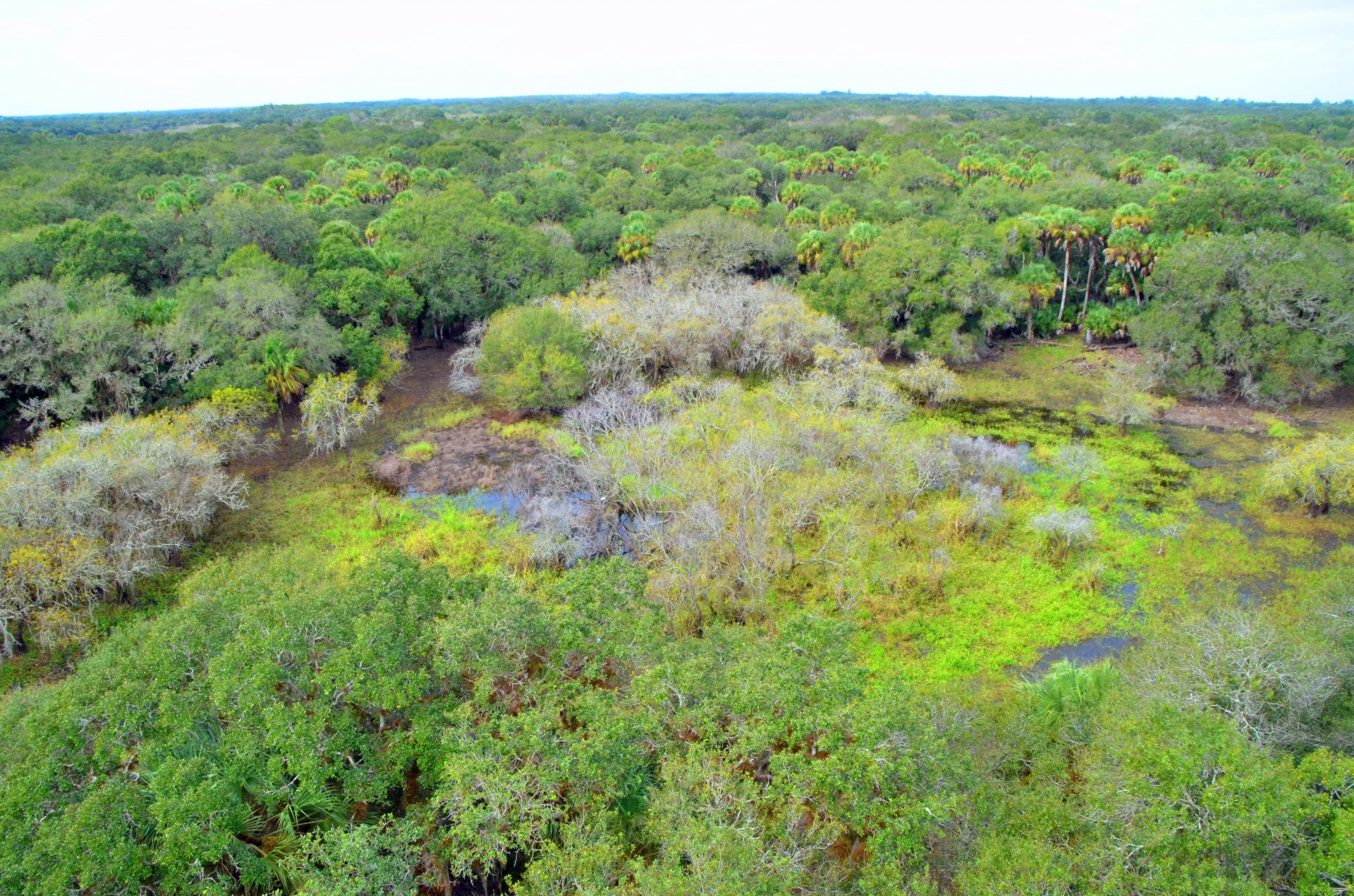 View from the Platform, Myakka River State Park