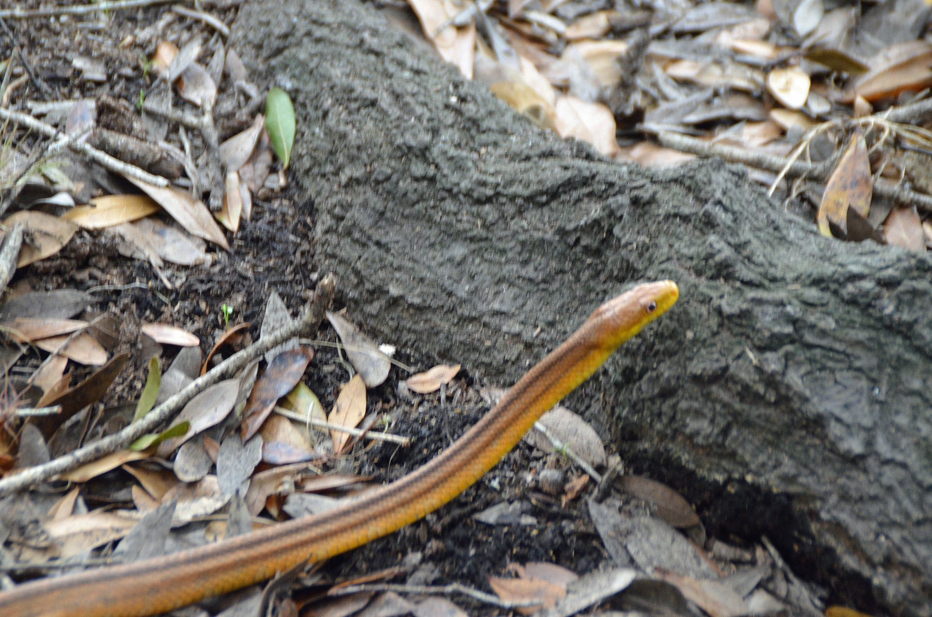 Yellow Rat Snake, Myakka River State Park
