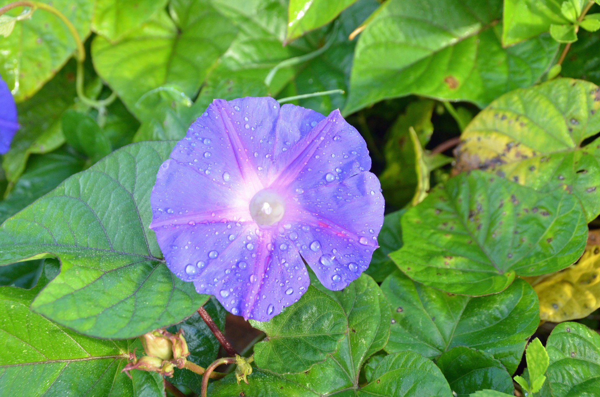 Dew Drops on Morning Glory