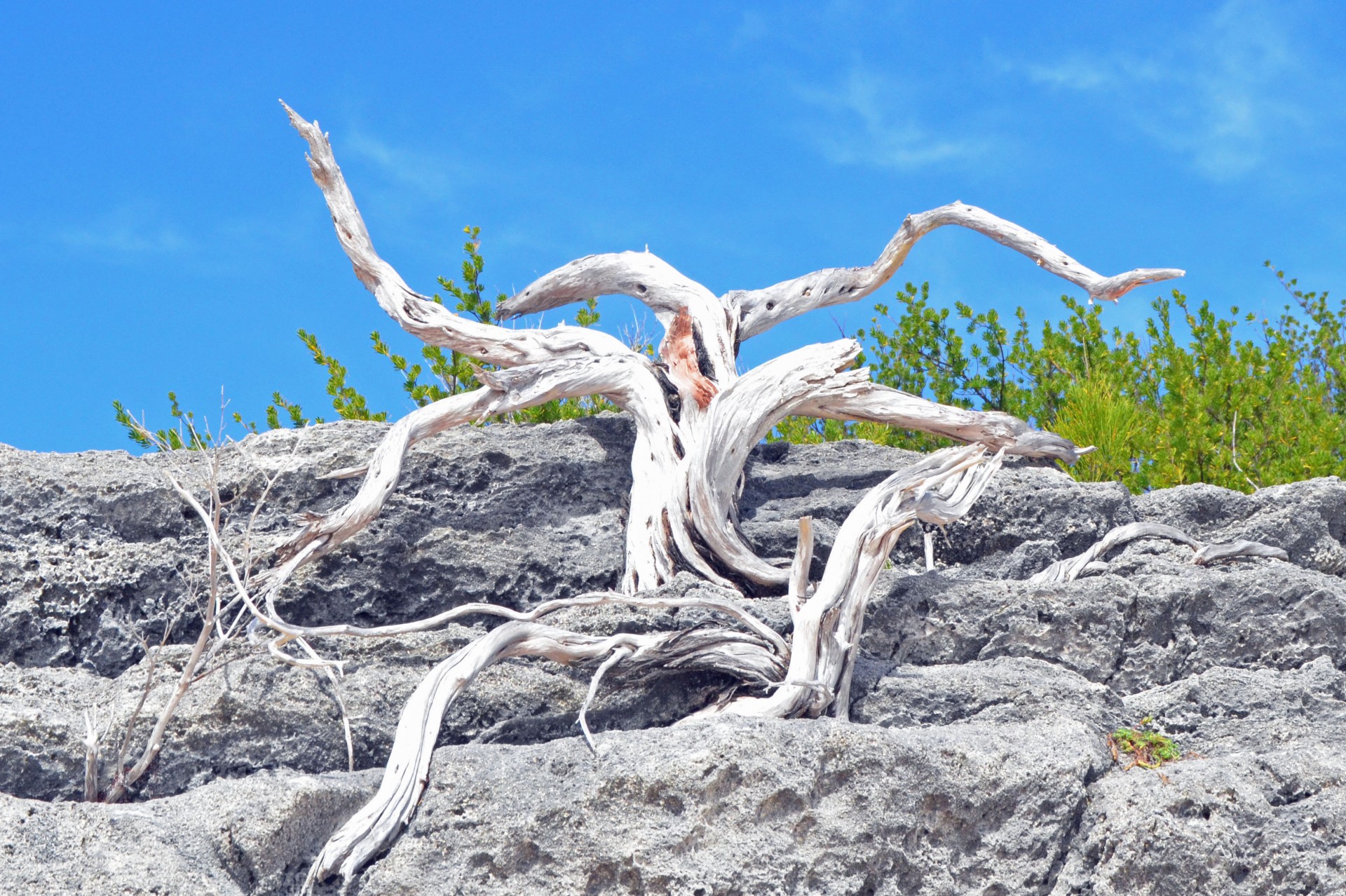 Ram's Horns dead tree near Horseshoe Bay Beach