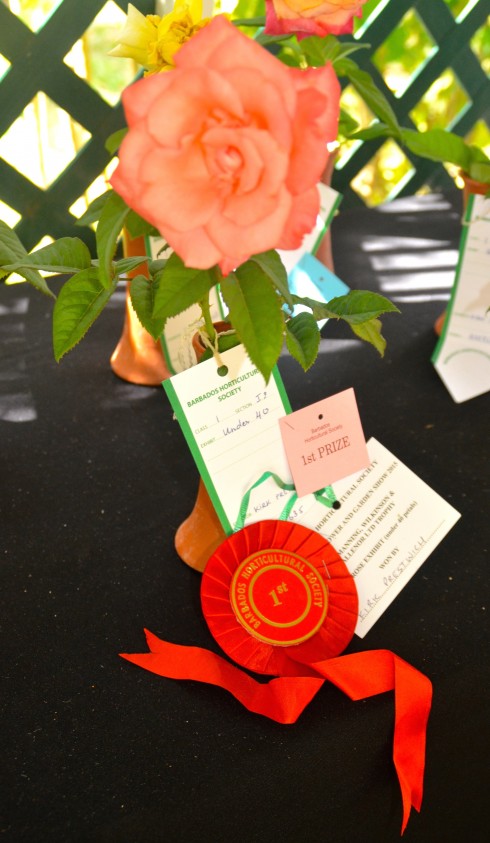 Award Winning Rose at Barbados Flowers Show