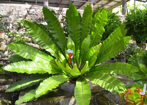 Bird’s Nest Fern