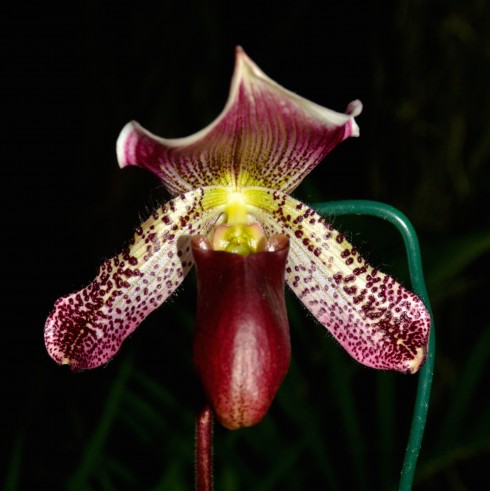 Lady Slipper