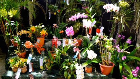 Barbardian Orchids, Barbados Flowers Show