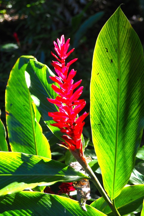 Alpinia, Flower Forest, Barbados