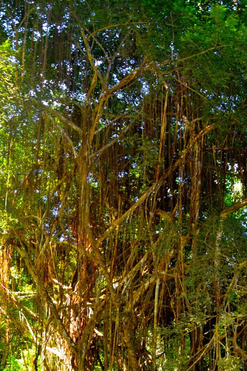 Bearded Fig Tree, Flower Forest, Barbados