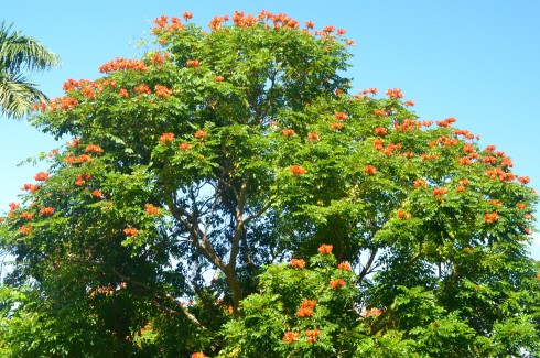 Flame of the Forest Tree, Flower Forest, Barbados