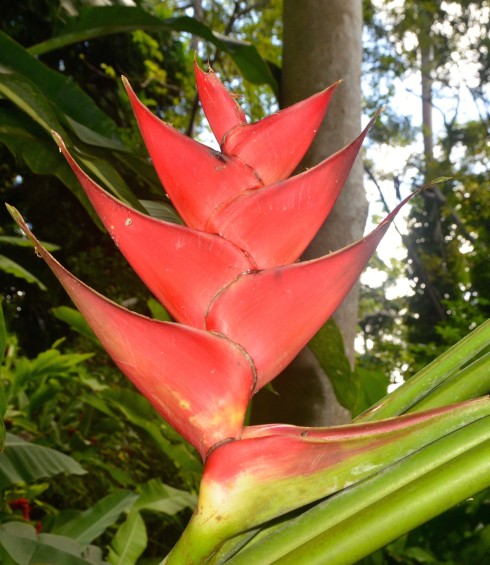 Heliconia, Flower Forest, Barbados