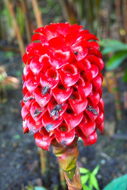 Honeycomb Ginger Lily in full bloom, Flower Forest, Barbados