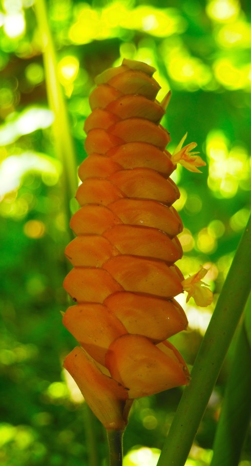 Honeycomb Ginger Lily, Flower Forest, Barbados