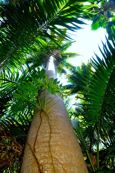 Huge palm tree in Flower Forest