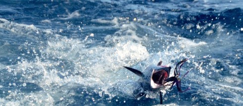 It's a Wahoo! - Deep Sea Fishing in Barbados