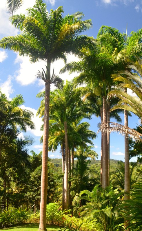 Magnificent palm stand, Flower Forest, Barbados